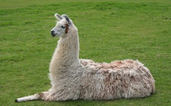 Llama T-Shirts And Tees